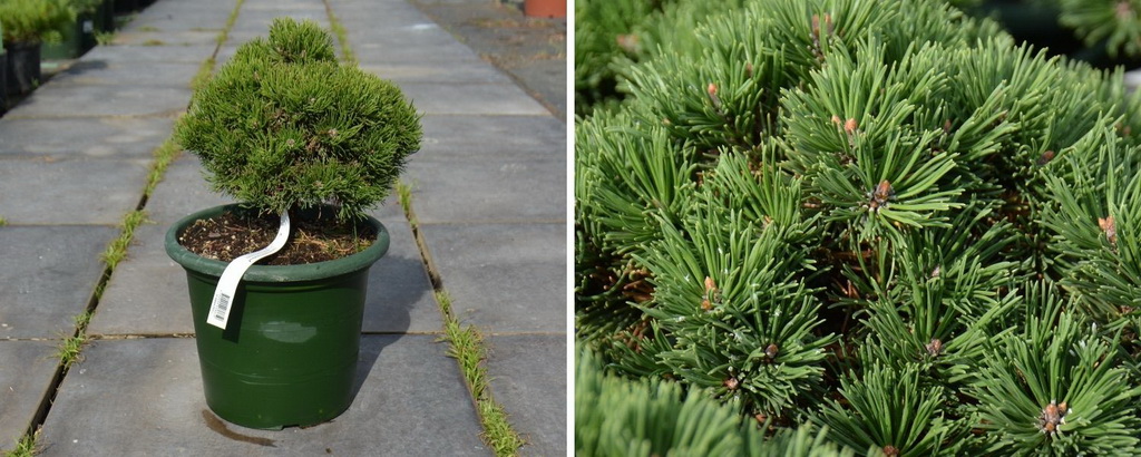 Pinus mugo `Picobello`_С6.jpg Pinus mugo `Picobello`_С6.jpg